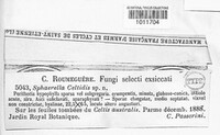 Sphaerella celtidis image